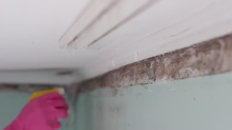 Best Emergency Mold Remediation  in Highland Beach, FL